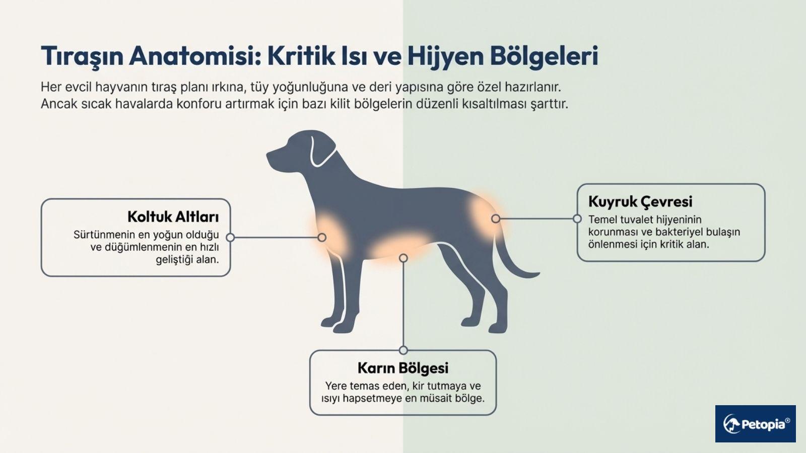 evcil-hayvan-trasinin-anatomisi