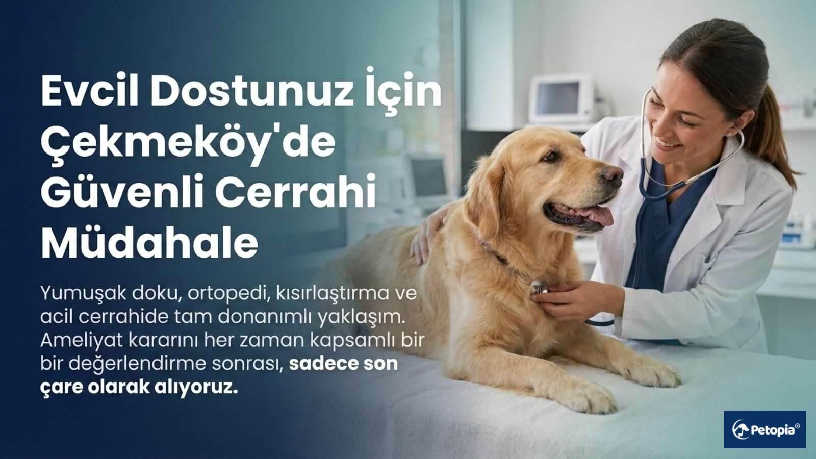 Çekmeköyde Veteriner Cerrahi Müdahale